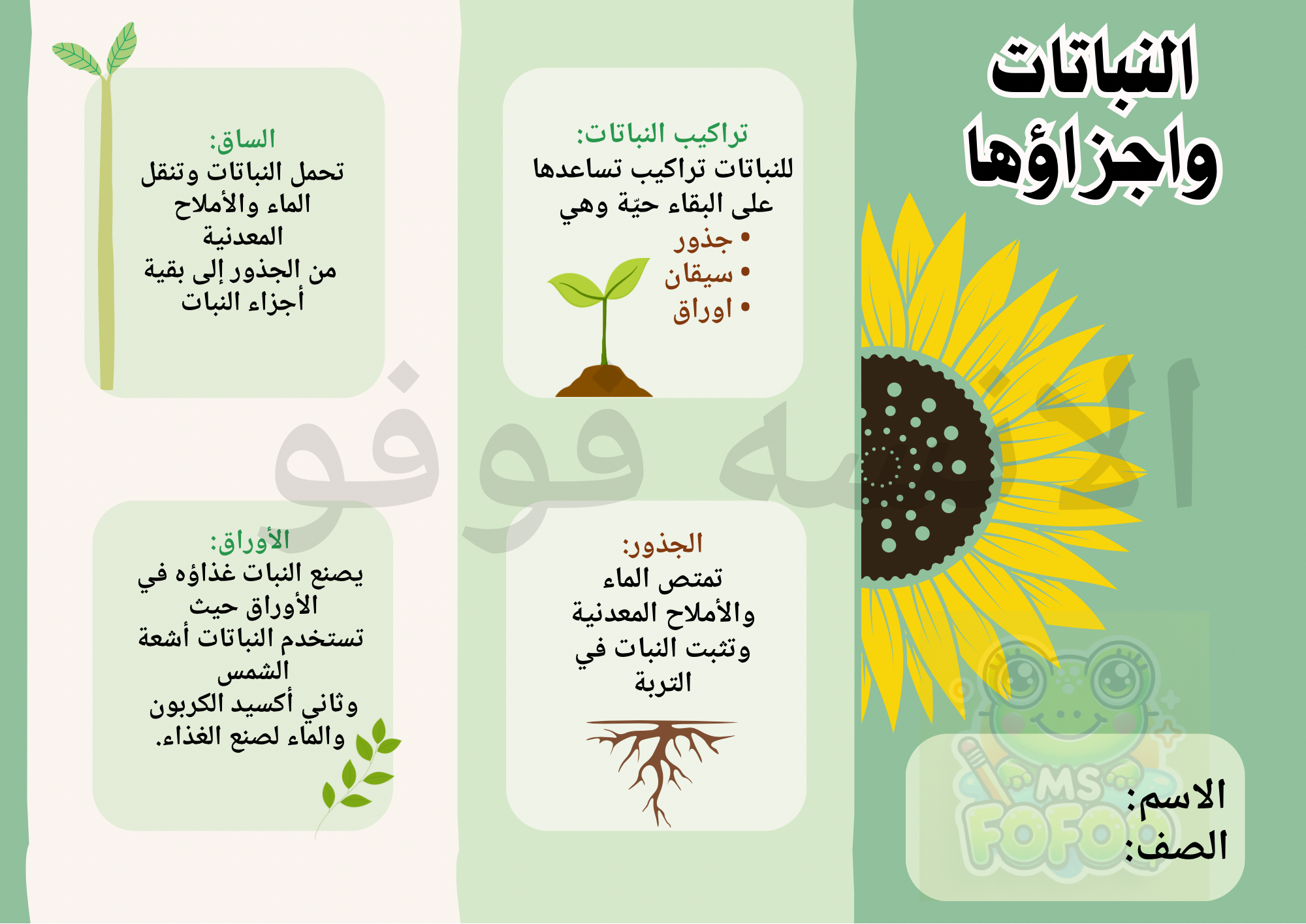 مطوية علوم صف ثالث – النباتات وأجزاؤها 🌱✨