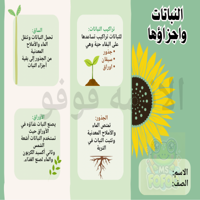 مطوية علوم صف ثالث – النباتات وأجزاؤها 🌱✨