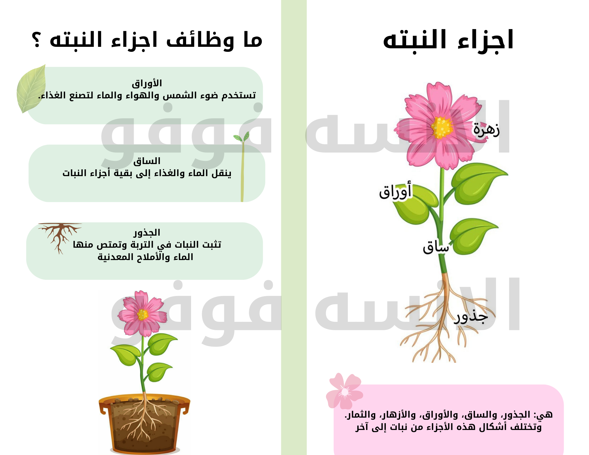 مطوية أجزاء النبات 🌱 | علوم أول ابتدائي