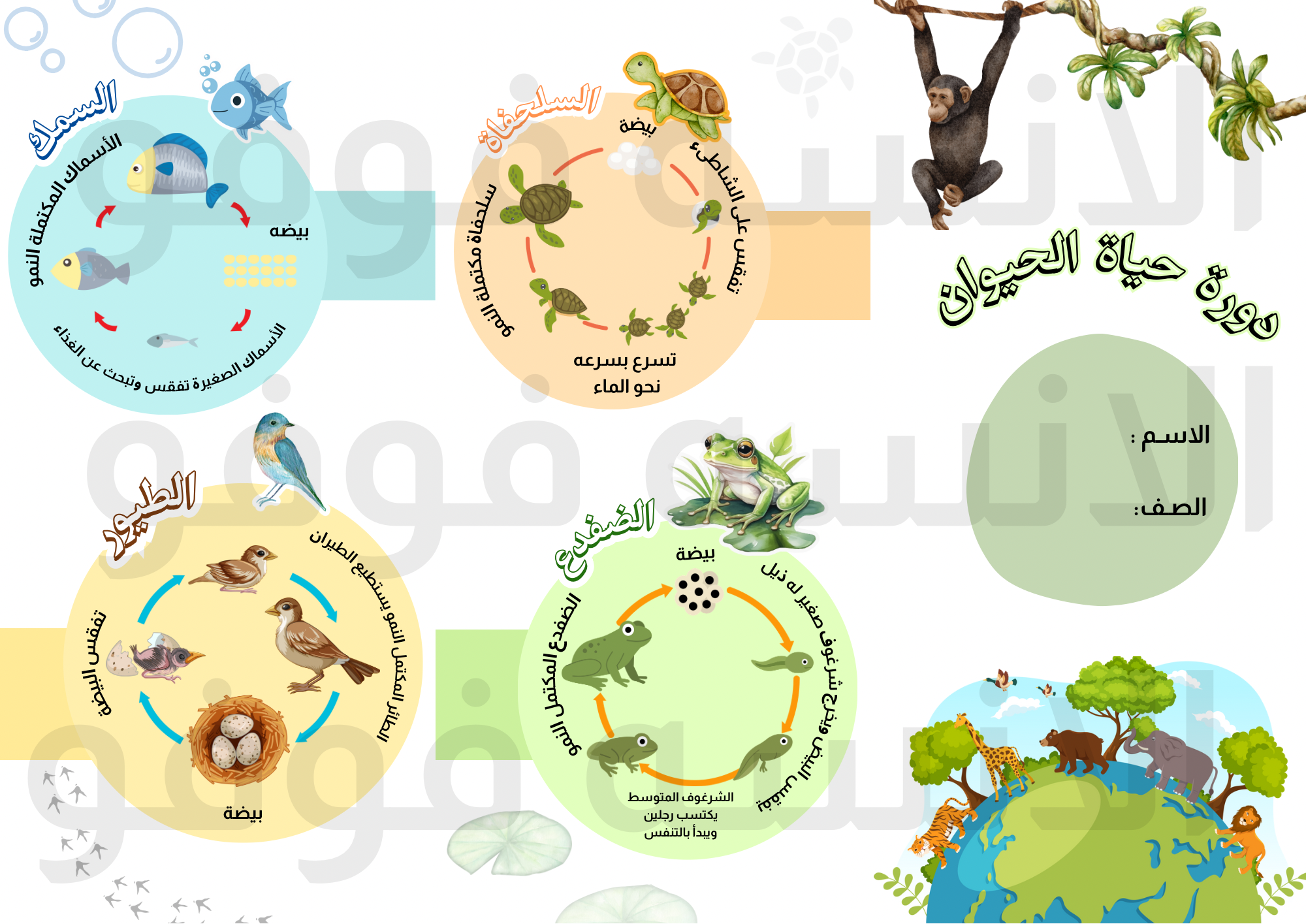 دورة حياة الحيوان للصف الثالث ✨
