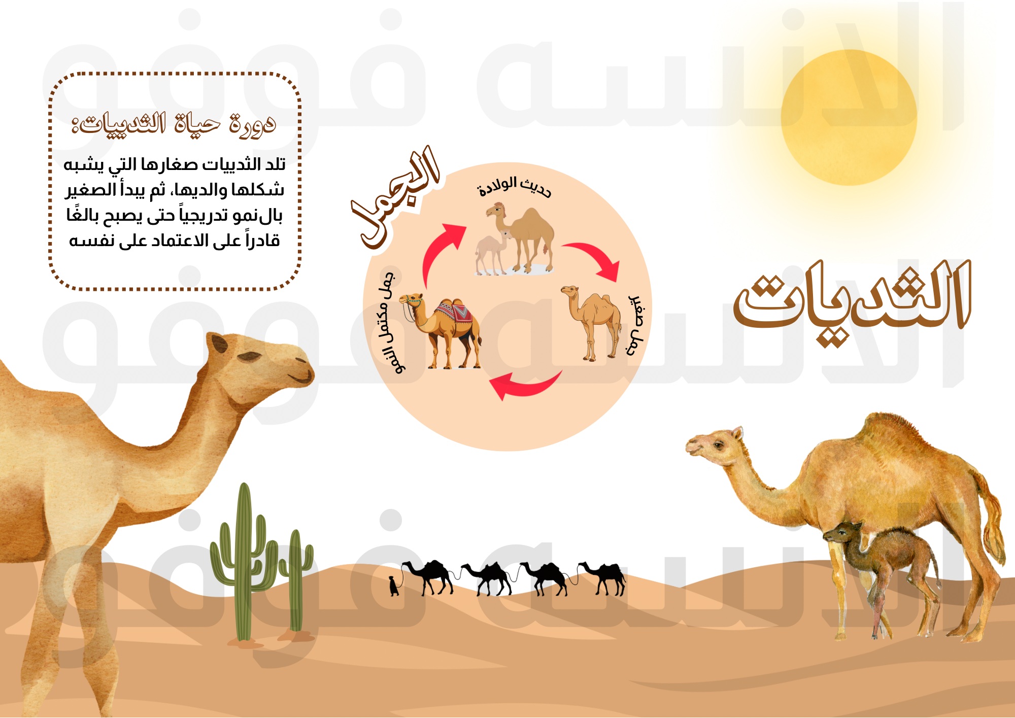 دورة حياة الحيوان للصف الثالث ✨
